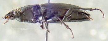 Media type: image;   Entomology 600404 Aspect: habitus lateral view